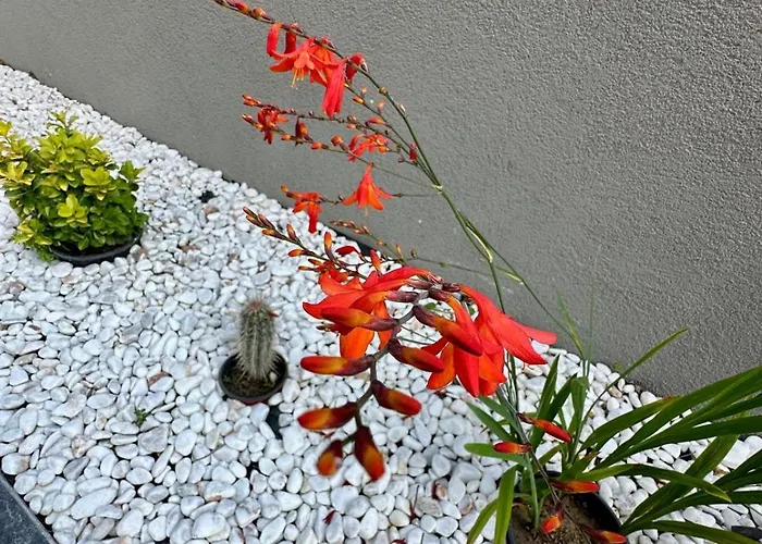 Leo Premium * Kusadasi