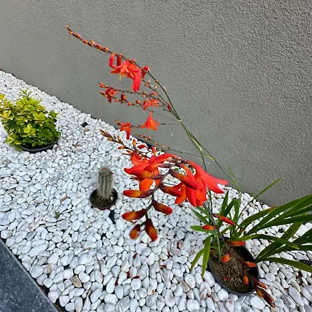 Leo Premium * كوشاداسيه